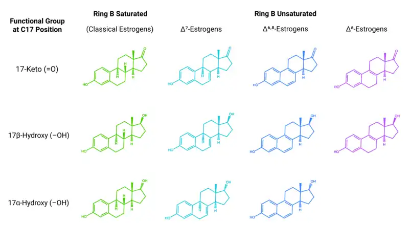 Chemical structures of equine estrogens