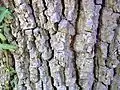 Bark texture