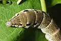 Eye markings on the larva