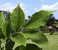 U. chenmoui foliage