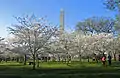 Cherry blossoms on the National Mall.