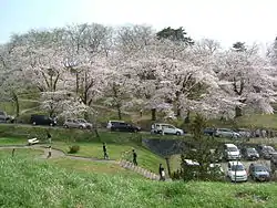 Cherry blossoms in Eboshiyama Park, Akayu
