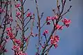 Kanhi cherry trees in full bloom