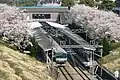 Cherry blossom at Yayoidai Station