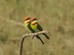 Chestnut-headed bee-eaters