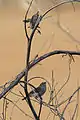 Chestnut-rumped thornbills (Sturt Desert, NSW).