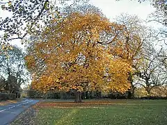 The chestnut tree on the village green