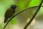 Chestnut backed Antshrike