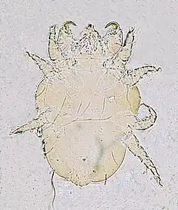 Cheyletiella parasitivorax house dust mite