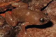 small frog sitting on the ground
