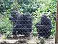Confined Chimpanzees at Mefou