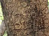 The patterns left in the bark of a Chinese Evergreen Elm after repeated visits by a Yellow-Bellied Sapsucker (woodpecker) in early 2012.