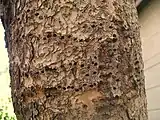 The self-repair of the Chinese Evergreen Elm showing new bark growth, lenticels, and other self-repair of the holes made by a Yellow-Bellied Sapsucker (woodpecker) about two years earlier.