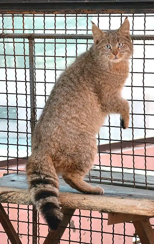 Chinese mountain cat in a cage