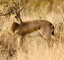 Chinkara is also known as the Indian gazelle.