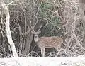 Chital Spotted Deer