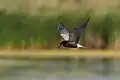 Black Tern