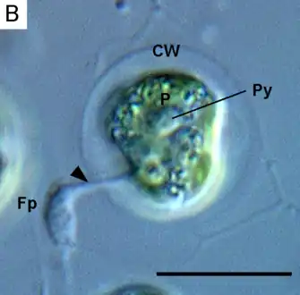 Lotharella globosa extending a filopodium (Fp) through a pore of the cell wall (CW) from a walled amoeboid cell. Py: pyrenoid.Scale bar = 10µm