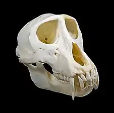 Skull of male