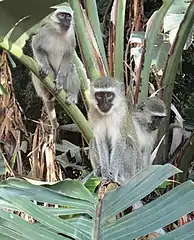 vervet monkey troop