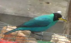 Green honeycreeper at the feeders