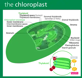 Structure of a typical higher-plant chloroplast
