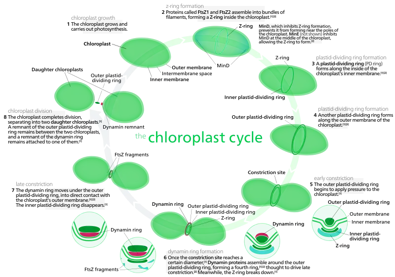Most chloroplasts in plant cells, and all chloroplasts in algae arise from chloroplast division. Picture references,