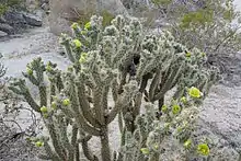 Blooming Cylindropuntia bigelovii with bird nest, in Anza Borrego Desert State Park