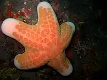 A robust red sea star (Choriaster granulatus) in Pandan Islands