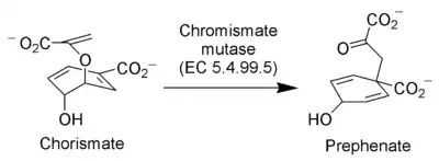 Chorismate mutase catalyzes a Claisen rearrangement