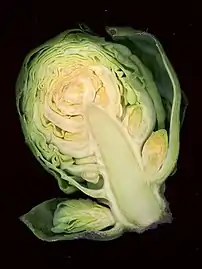 Brussels sprout sliced in half
