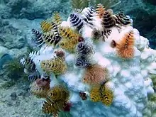 Christmas tree worms on a bleached coral head, 2014