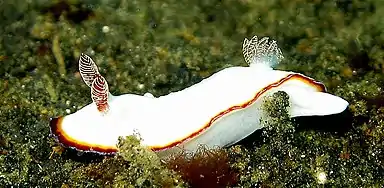 Goniobranchus verrieri