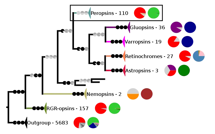 Phylogenetic reconstruction of the chromopsins. The outgroup contains other G protein-coupled receptors including the other opsins. The frame highlights the peropsins.