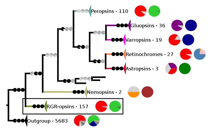 Phylogenetic reconstruction of the chromopsins. The outgroup contains other G protein-coupled receptors including the other opsins. The frame highlights the RGR-opsins.