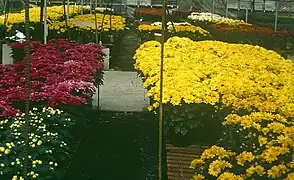 Mums - Chrysanthemum x morifolium