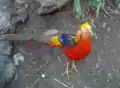 Golden Pheasant male