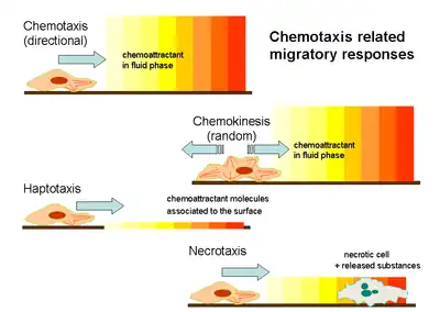 Chemotaxis related migratory responses