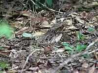 Camouflaged female on nest
