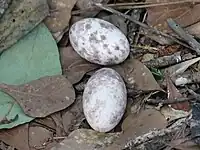 Eggs on leaves