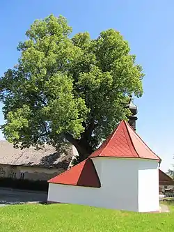 Chapel of the Virgin Mary and a protected old lime tree