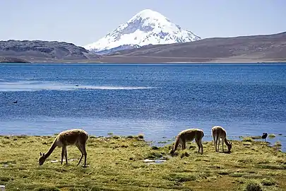 Chungará Lake and Sajama stratovolcano