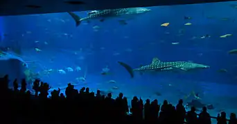 Okinawa Churaumi Aquarium in Okinawa, Japan