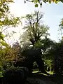 Pollarded 'Boxworth elm' (East Anglian elms group), Boxworth, Cambridgeshire (2008)