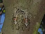 Cicada orni, the courtship