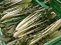 Catalogna, also called asparagus endive