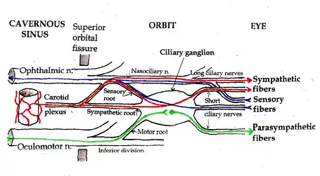 Pathways in the Ciliary Ganglion.