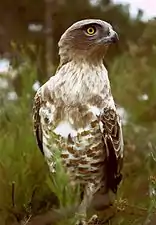 Short-toed snake eagle, the largest bird of prey of the Luberon