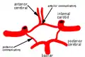 Circle of Willis