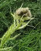Spiniest thistle (Cirsium spinosissimum)